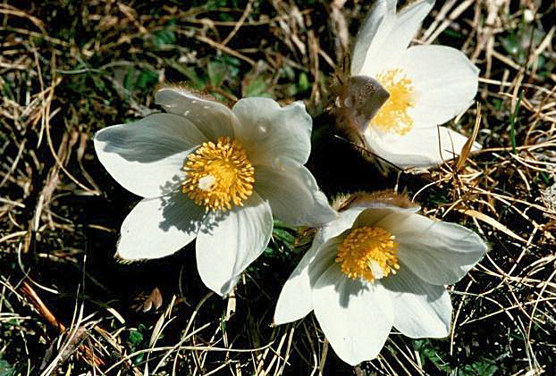 Pulsatilla vernalis / Anemone primaverile